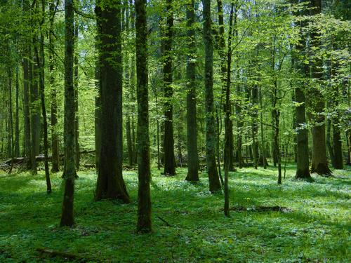 Białowieża-Urwald